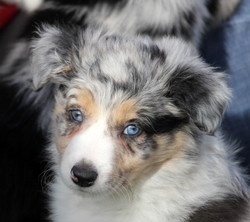 Blue Merle Female